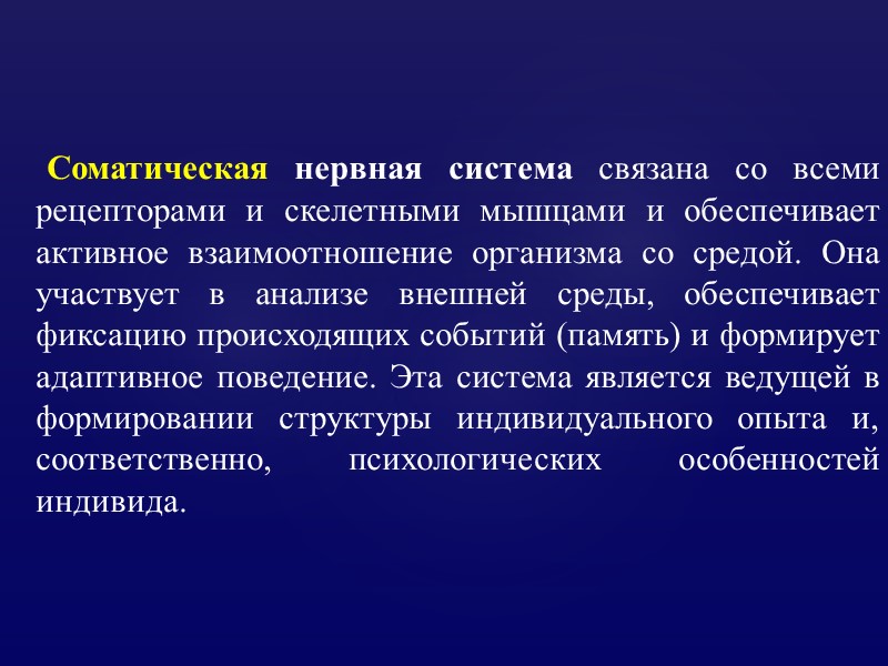 Соматическая нервная система связана со всеми рецепторами и скелетными мышцами и обеспечивает активное взаимоотношение